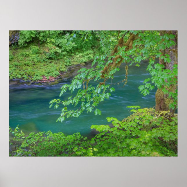 Poster Parc national olympique Washington State (Devant)