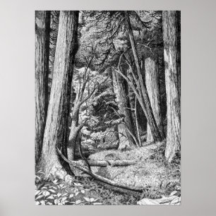 Poster Parc Redwood