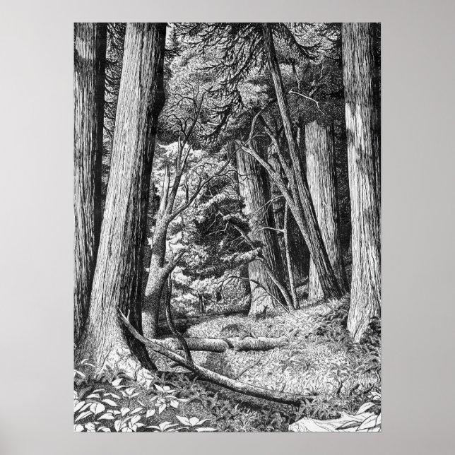 Poster Parc Redwood (Devant)