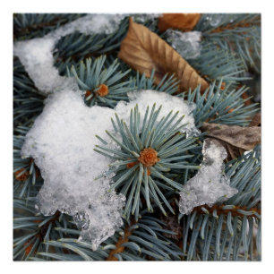 Poster parcelle de neige