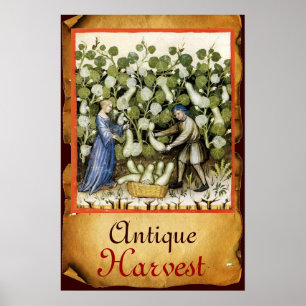 POSTER PARCHEMIN DE RÉCOLTE DE COURGE ANTIQUE