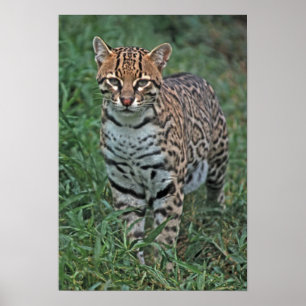 Poster Pardalis de Leopardus d'OCELOT) AMÉRIQUE CENTRALE