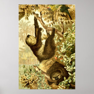 Poster Paresseux et perroquet vintage dans la jungle