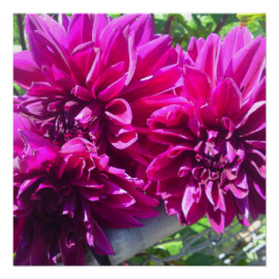 Poster parfait de couleur violet Dhalia