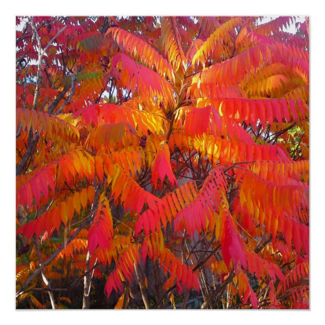 Poster parfait Red Leaf Tree (Devant)