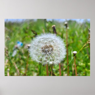 Poster Parfaite Dent-de-Lion – Photographie Botanique Mac