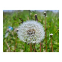 Parfaite dent-de-lion – Photographie botanique mac