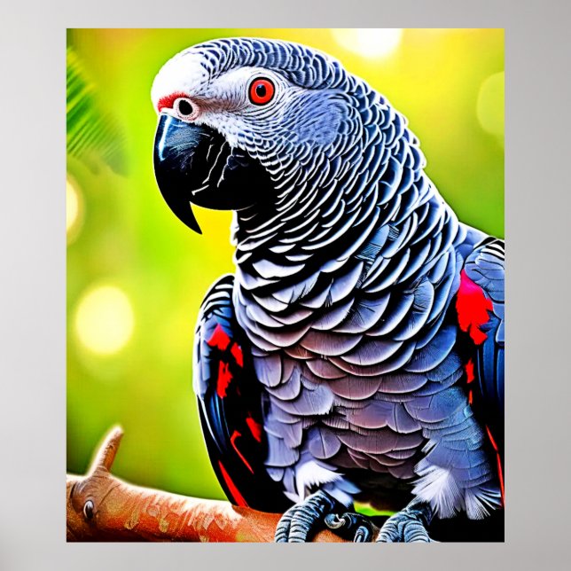 Poster Parler de perroquet gris africain (Devant)