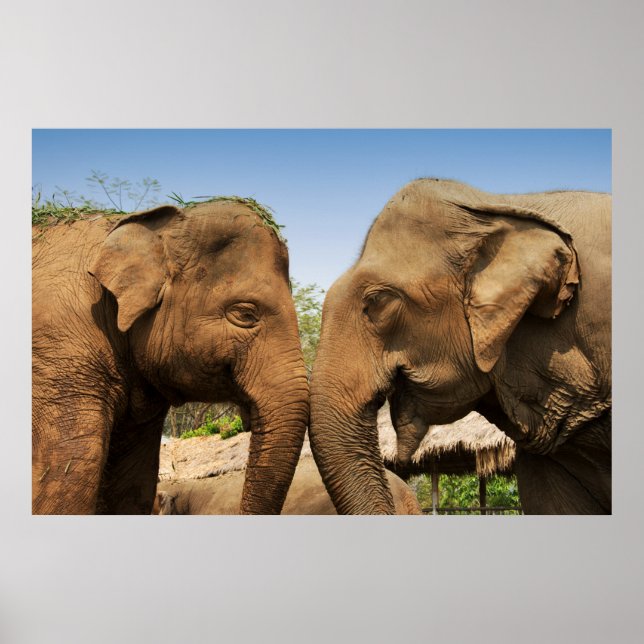 Poster Parler d'éléphants à Chiang Mai Thaïlande (Devant)