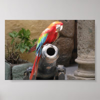 Parroquet Assis Sur Cannon