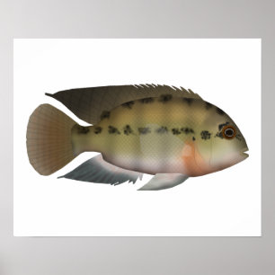 Poster Parrot Cichlid