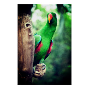 Poster Parrot coloré Macaw Bird