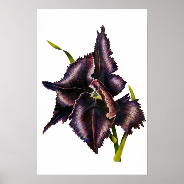 Poster Parrot Tulip Art (Devant)