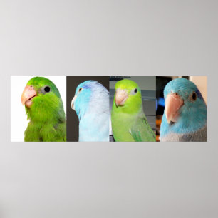 Poster Parrotlets du Pacifique Oiseaux bleus verts 36 x 1