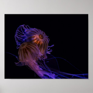 Poster Partenaires de danse de méduse