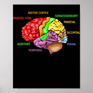 Poster Parties L'Anatomie Du Cerveau Diagramme Coloré App