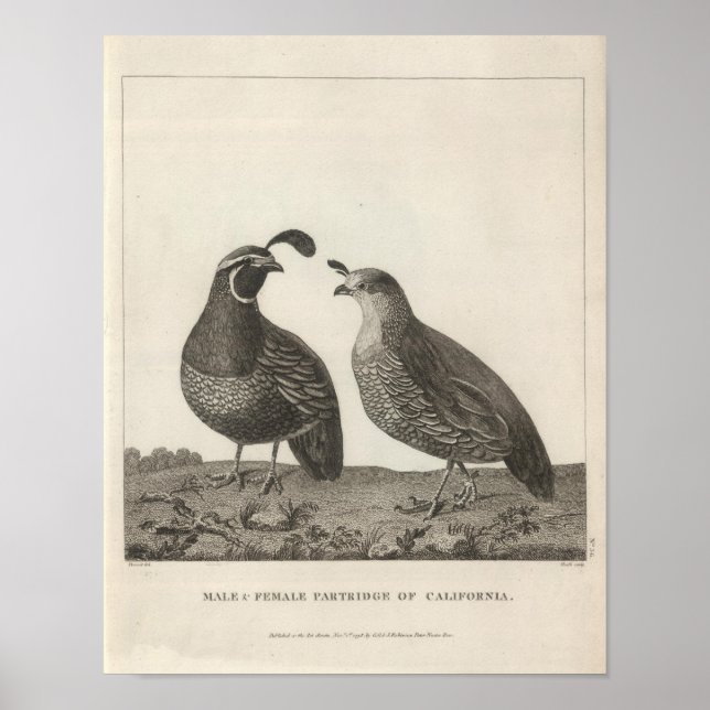 Poster Partridge masculin et féminin de Californie (Devant)
