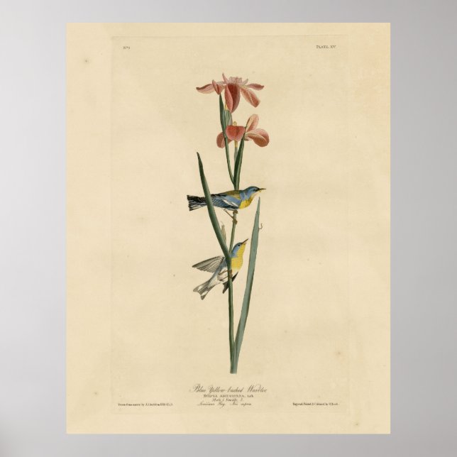 Poster Parula du nord des oiseaux d'Amérique d'Audubon (Devant)