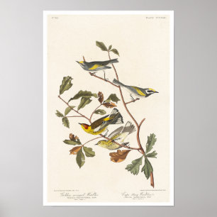 Poster Paruline à ailes dorées et Paruline du Cap May