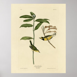 Poster Paruline à capuchon des oiseaux d'Amérique d'Audub