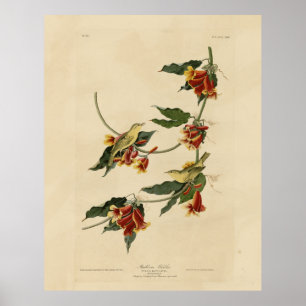 Poster Paruline à rathbone (jaune) Audubon Birds of Ameri
