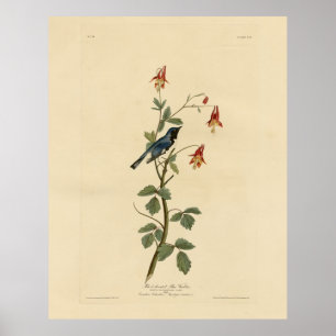 Poster Paruline bleue à gorge noire, Audubon Birds Amériq