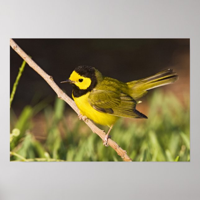 Poster Paruline citrine (Wilsonia citrina) (Devant)