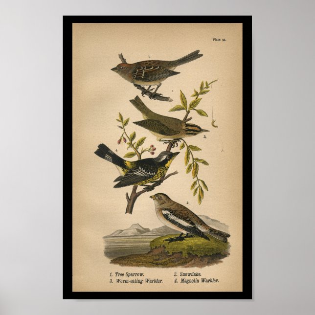 Poster Paruline d'araignée d'oiseaux Vintage (Devant)