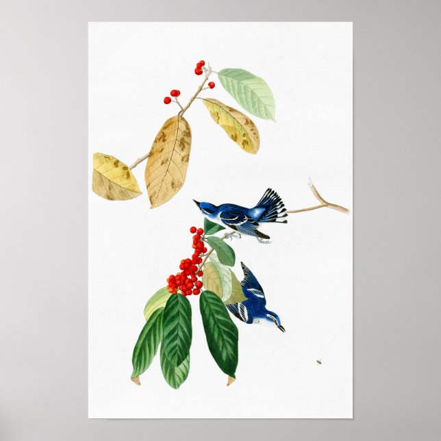 Poster Paruline d'azur John James Audubon Oiseaux d'Améri (Devant)