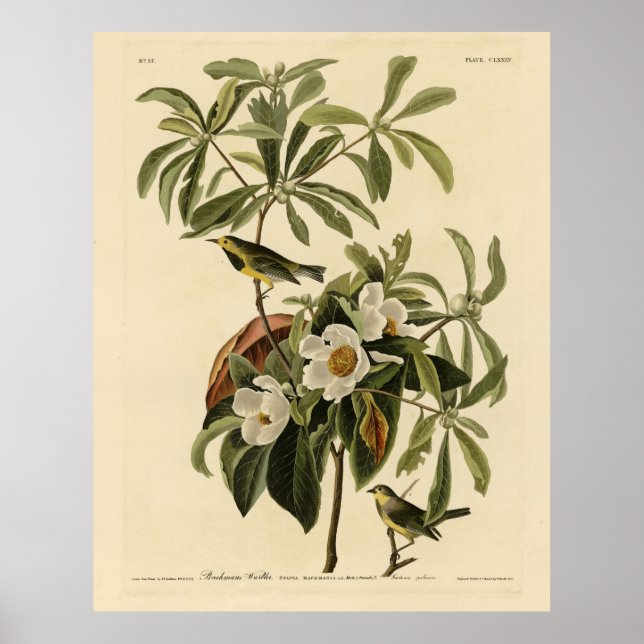 Poster Paruline de Bachman, d'Audubon's Birds of America (Devant)