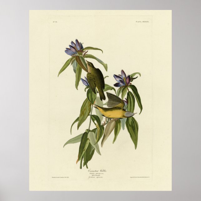 Poster Paruline du Connecticut - Audubon's Birds of Ameri (Devant)