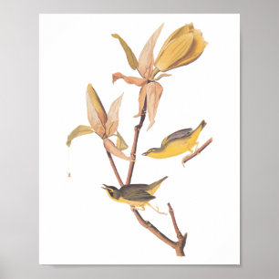 Poster Paruline du Kentucky Audubon Birds et Fleur de Mag