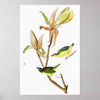 Poster Paruline du Kentucky John James Audubon Oiseaux Am