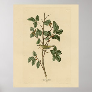Poster Paruline du Tennessee, d'Audubon's Birds of Americ