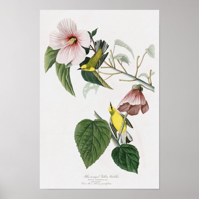Poster Paruline jaune à ailes bleues Audubon Birds Amériq (Devant)