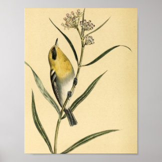 Poster Paruline jaune vintage