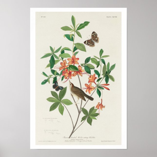 Poster Paruline mangeuse de vers à tête Brown par Audubon (Devant)