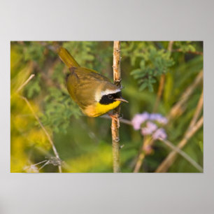 Poster Paruline masquée (Geothlypis trichas) mâle,