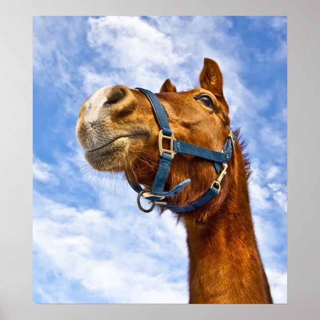 Poster pas de vol aujourd'hui (Devant)