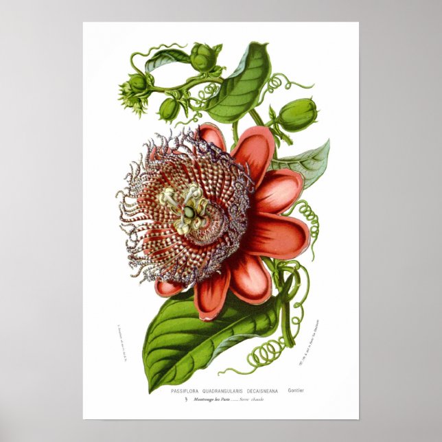 Poster Passiflora quadrangularis decaisneana (Devant)