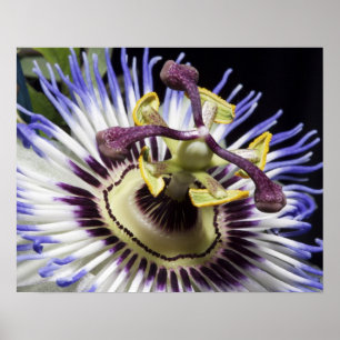 Poster Passiflore en gros plan (MR)