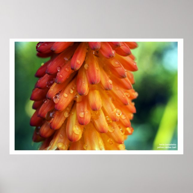 Poster Passion, Créativité, Feu - une fleur audacieuse au (Devant)