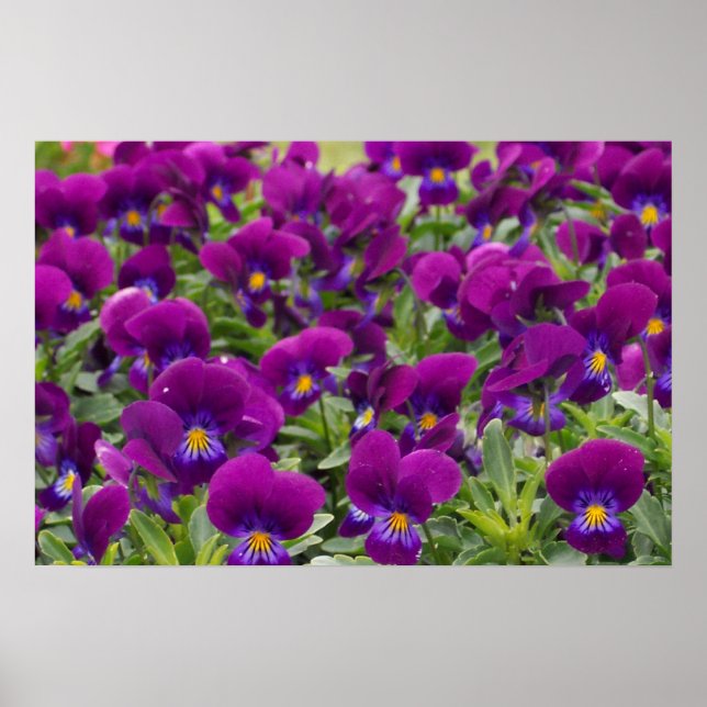 Poster Passion violette (Devant)