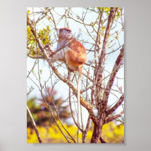 Poster Patas dans un arbre