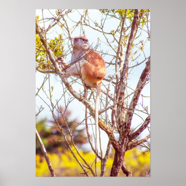 Poster Patas est au sommet d'un arbre (Devant)
