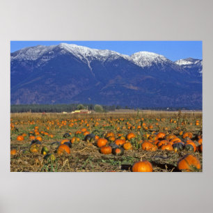 Poster Patch Citrouille Flathead Valley Montana