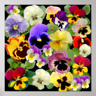 POSTER PATCHWORK PANSY ~ IMPRIMER/POSTER