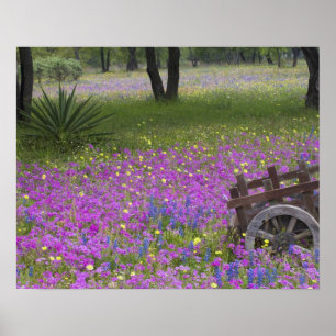 Poster Pâte en bois dans le domaine de Phlox, Bonnets Ble