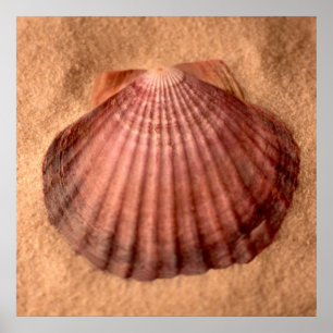 Poster Patte de lions