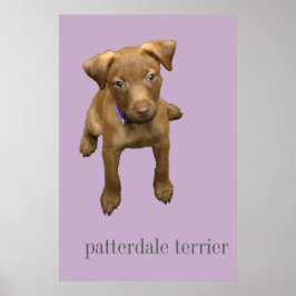 Poster Patterdale Terrier Puppy